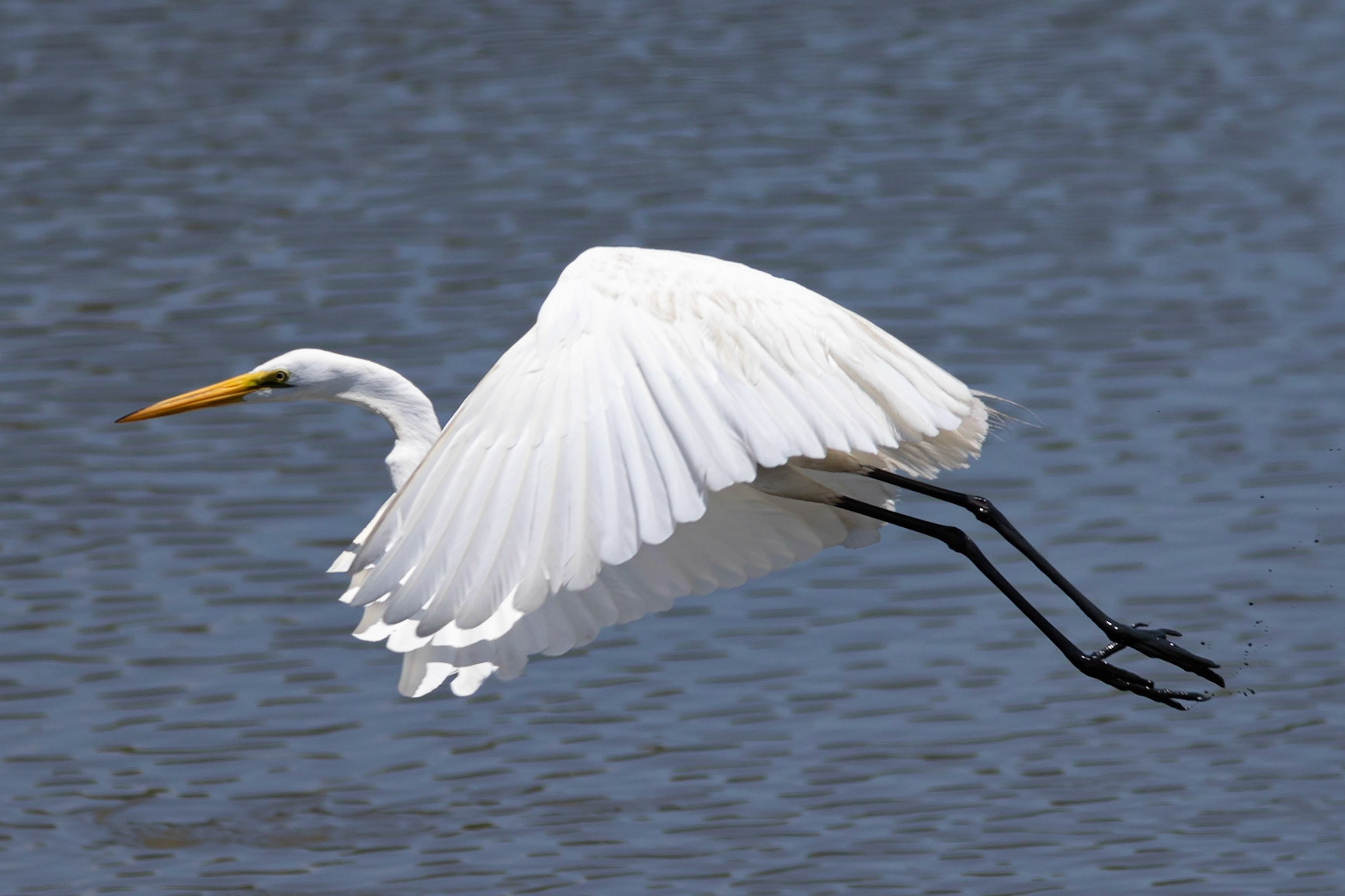 Great Egret 3, OIB Ferry Landing Park
