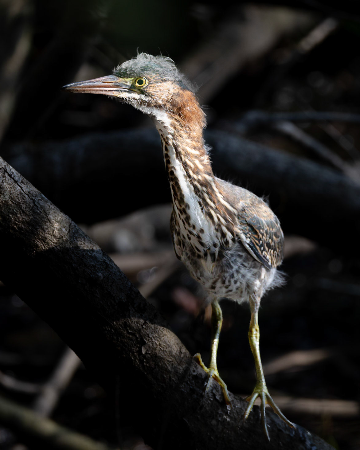 Green heron juvenile 10, Huntington Beach State Park, SC