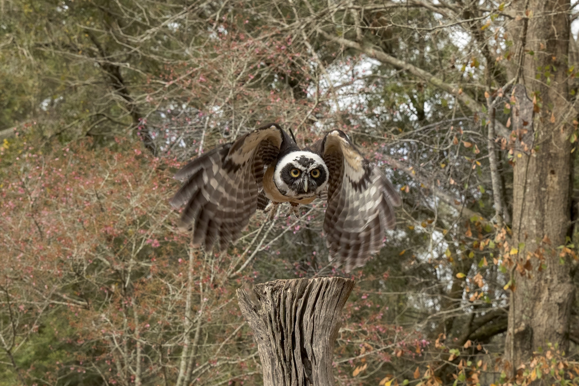 Spectacled owl immature 4, Center for Birds of Prey, Awendaw, SC