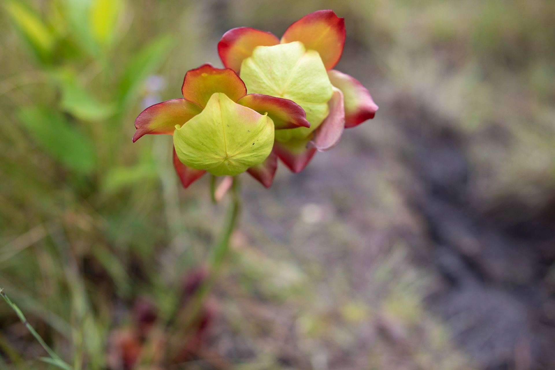 Hybrid pitcher plant, Greenswamp Carnovorous 13