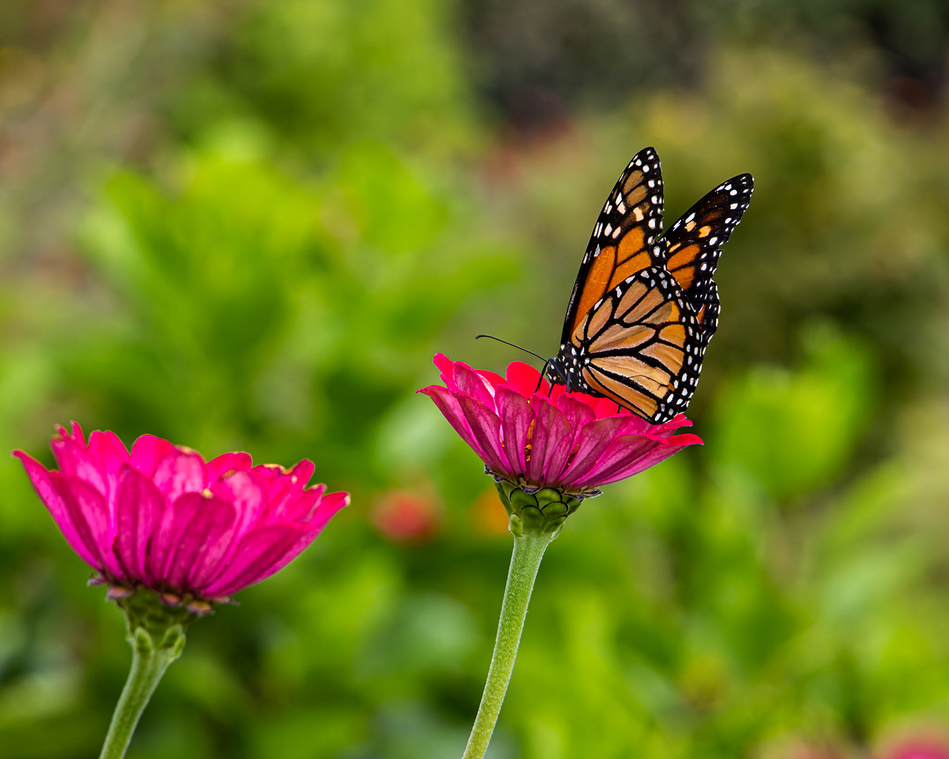 Monarch 25, Private home in Calabash, NC