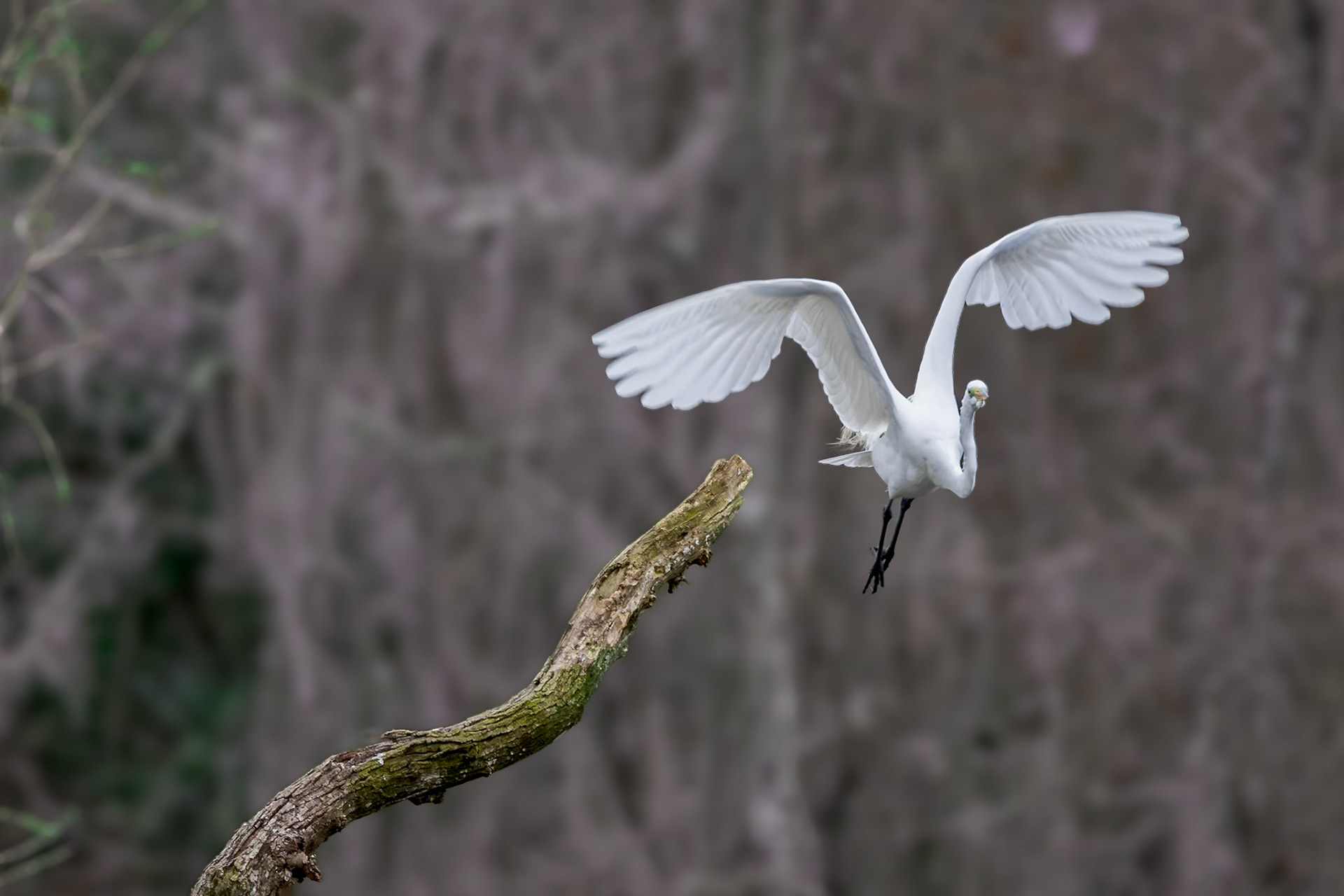 Great egret 71, Magnolia Plantation, Charleston, SC