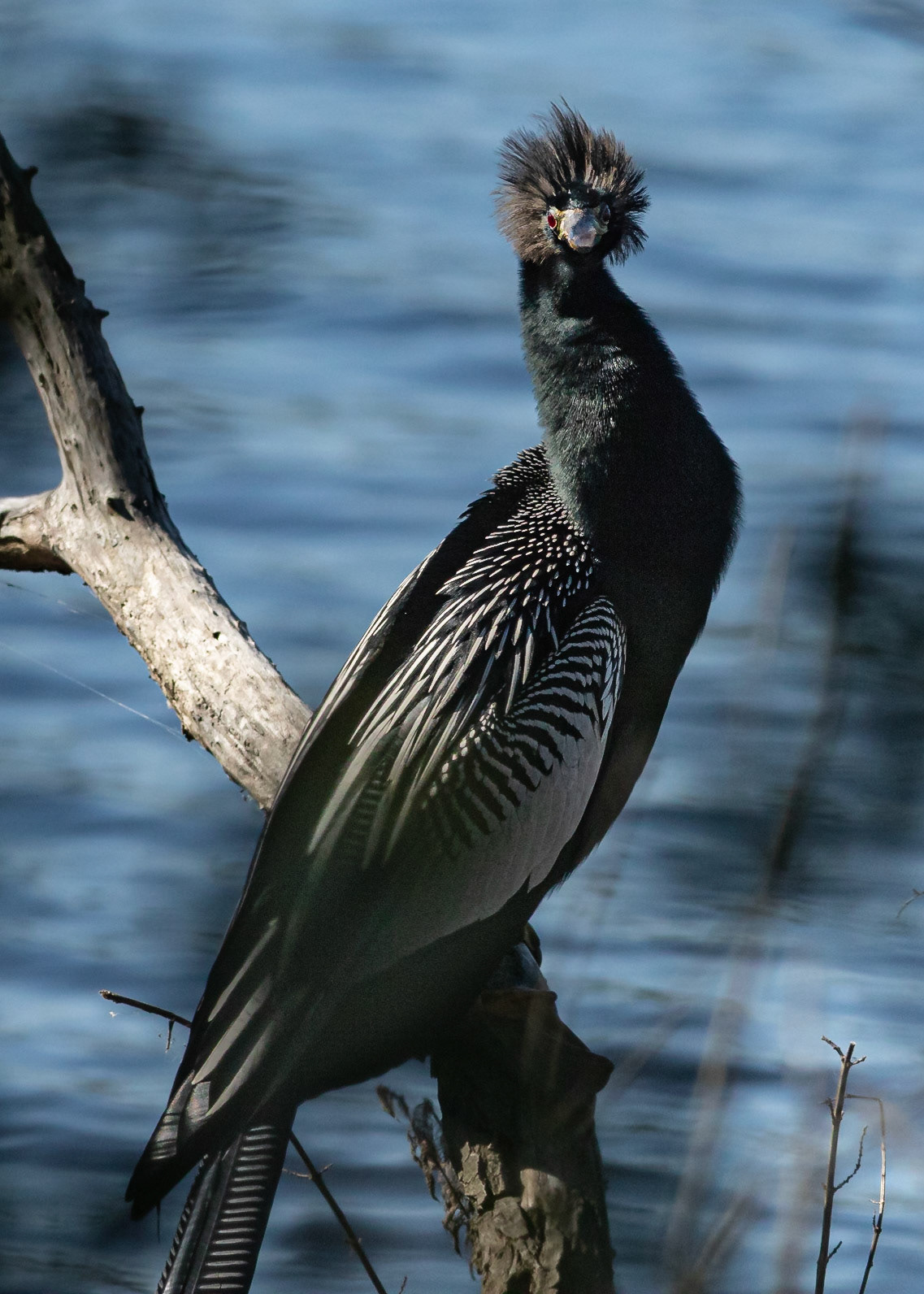 Anhinga 3, Huntington Beach SC, Mating Plumage