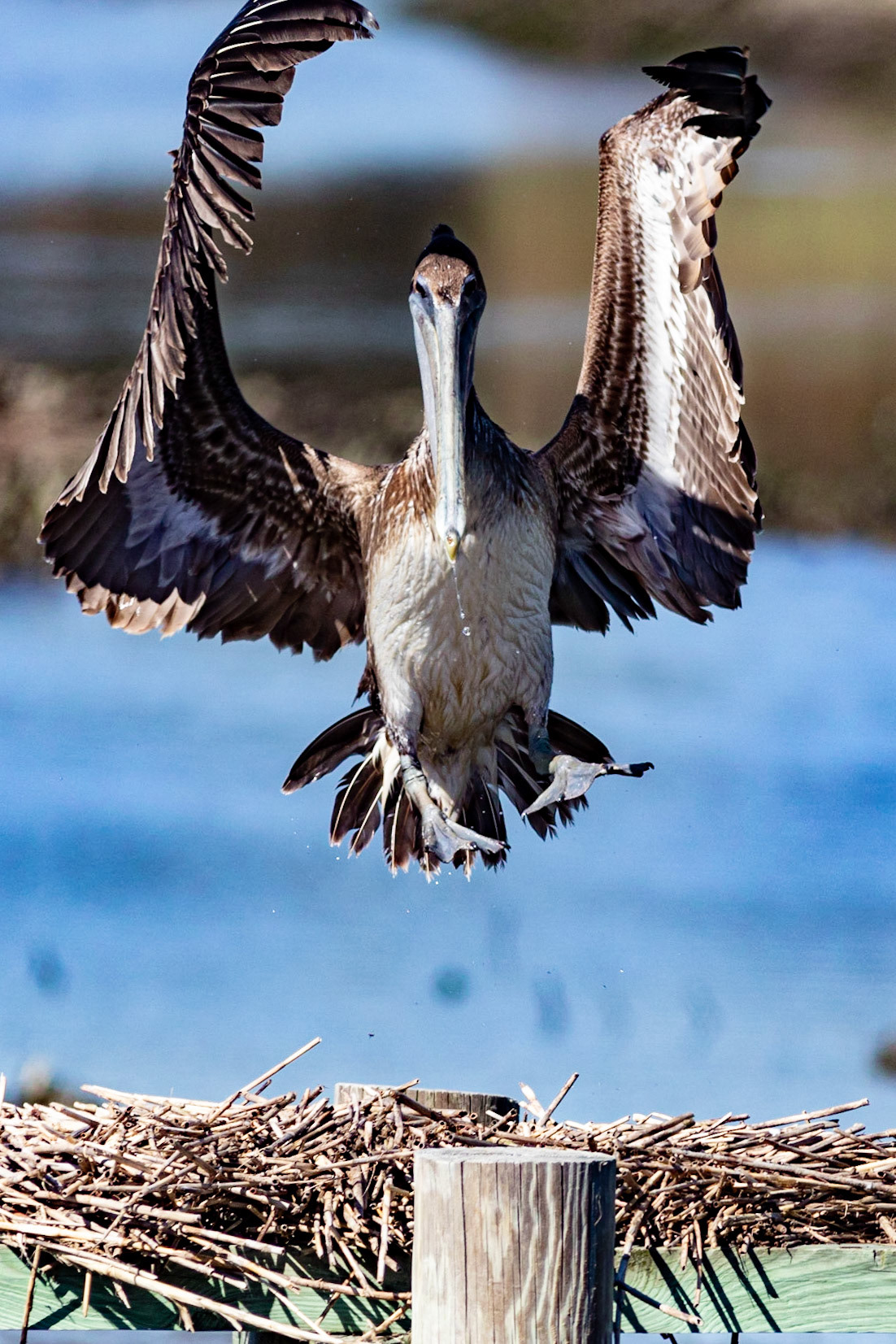 Pelicans 30, Huntington Beach State Park, SC