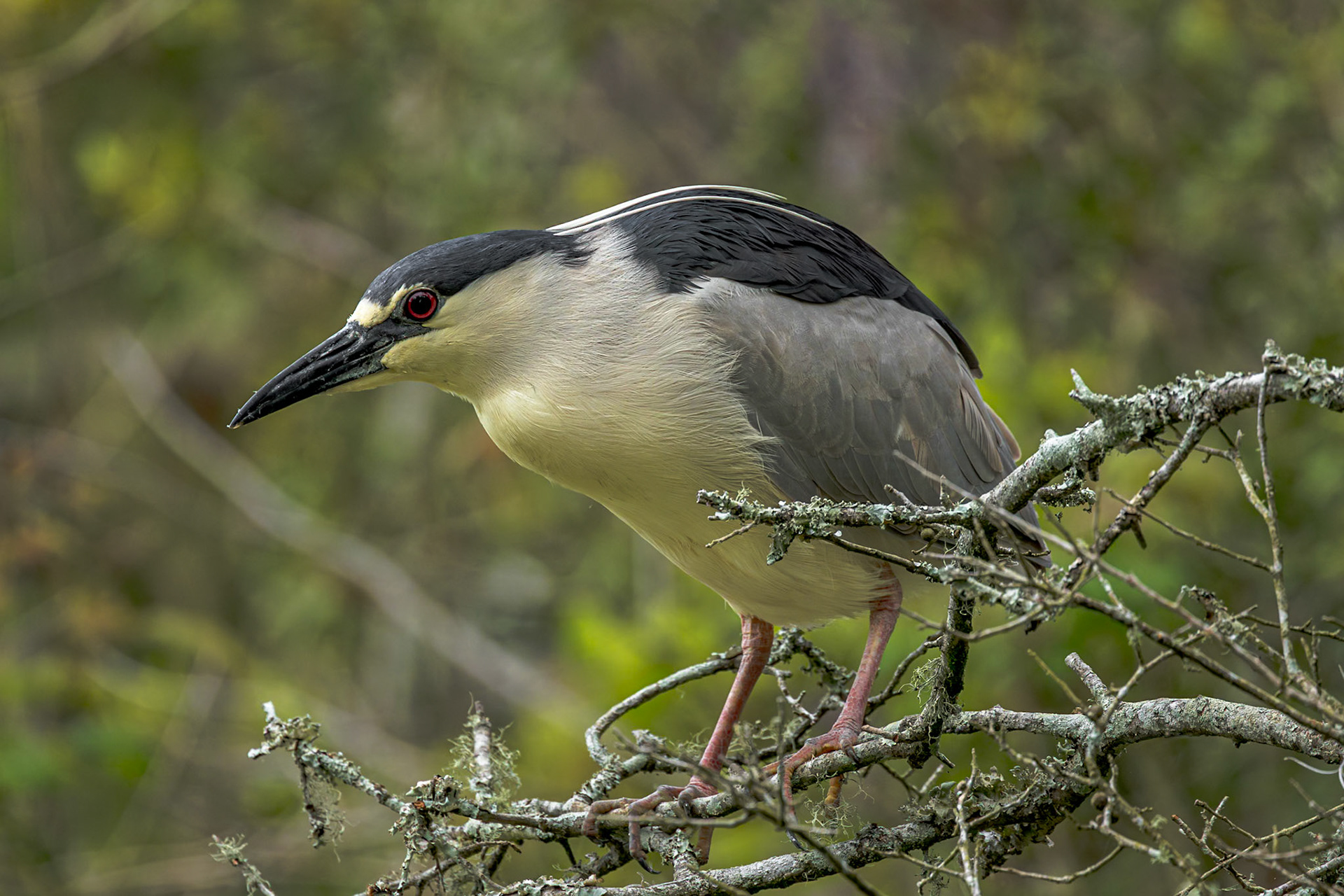 Black crowned night heron 9, Huntington Beach State Park, SC
