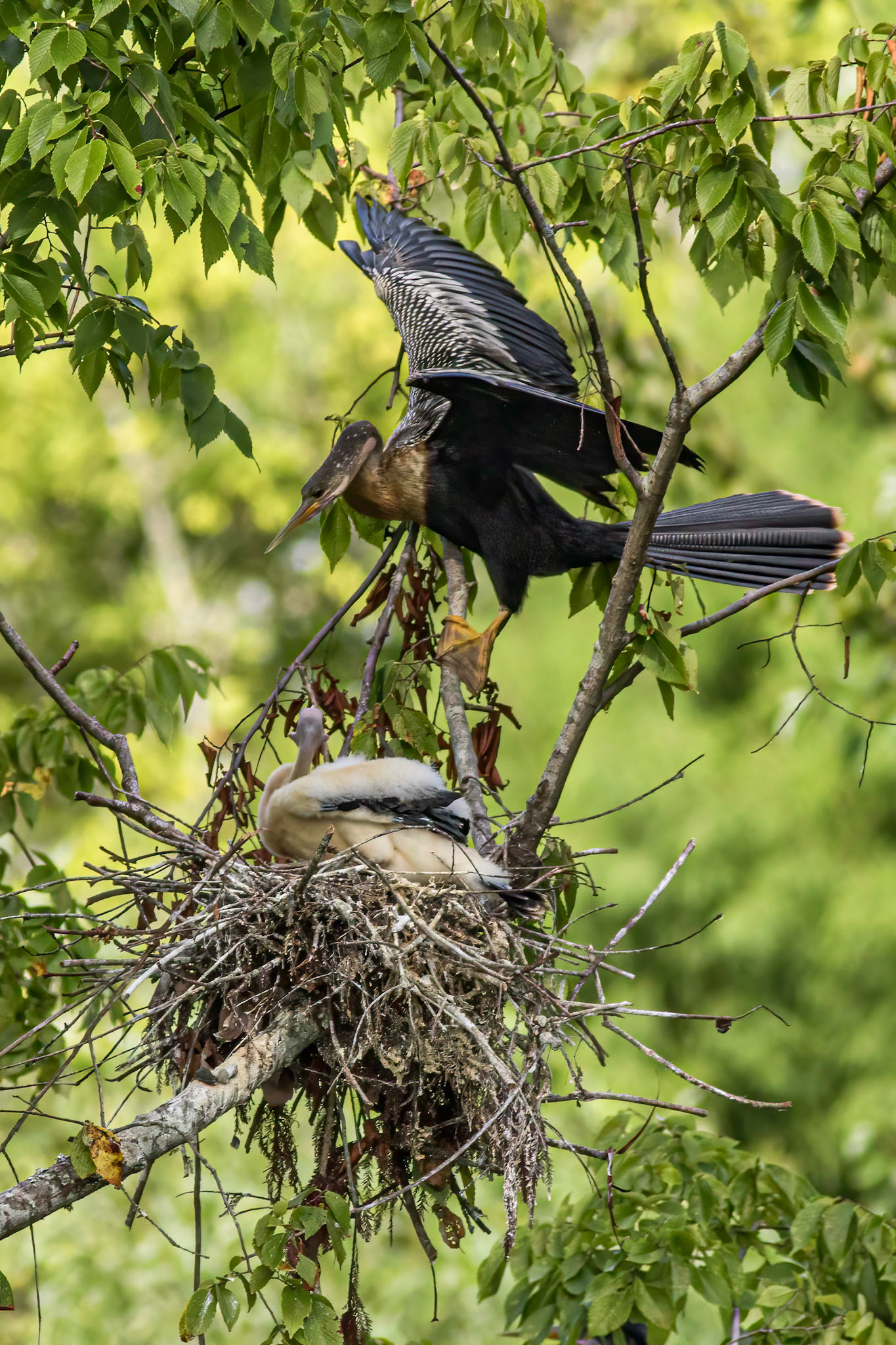 Anhinga nest 37, Sea Trail, Week of August 1, Nest 2