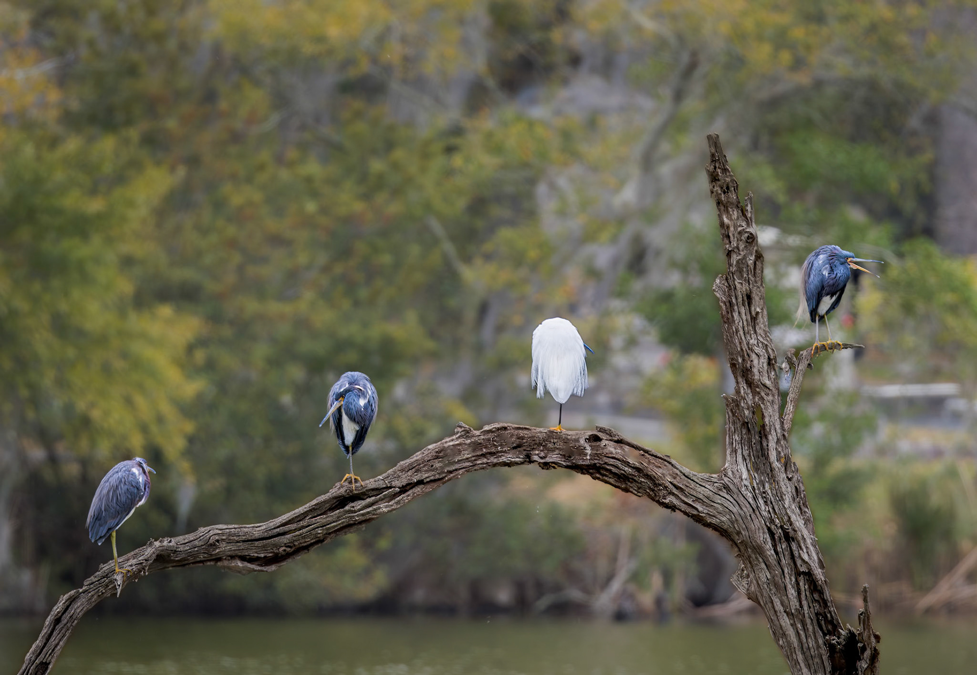 Tricolor heron 35, Magnolia Cemetery