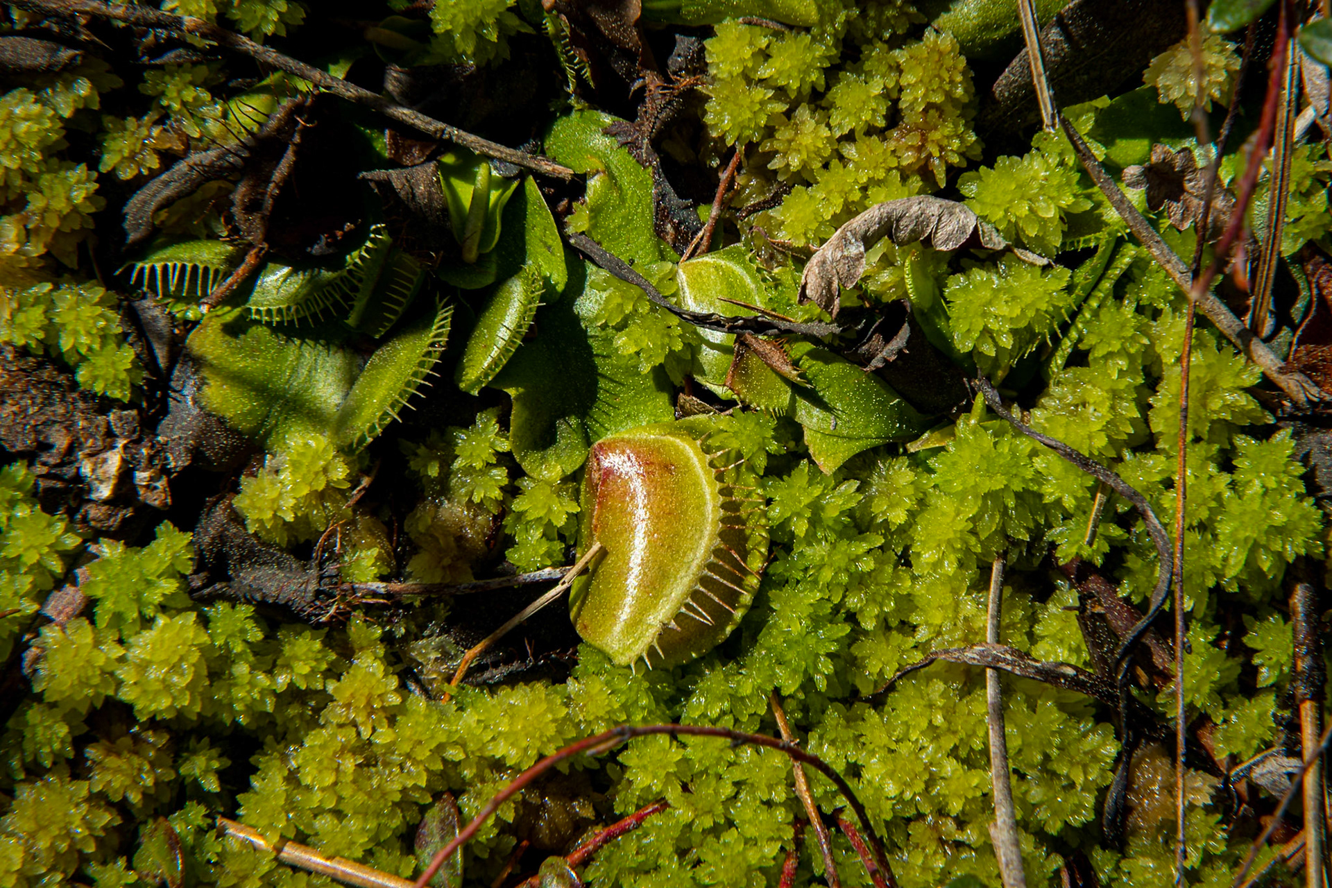 Venus flytrap 6, Green Swamp Preserve