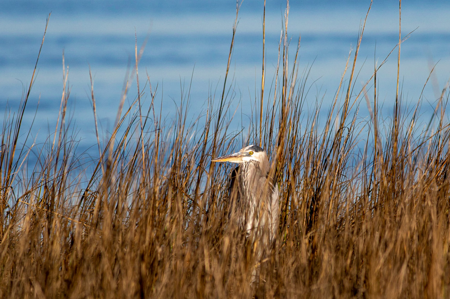 Great Blue Heron 15, OIB Ferry Landing Park, Published in NC Wildlife REsources magazine 2020