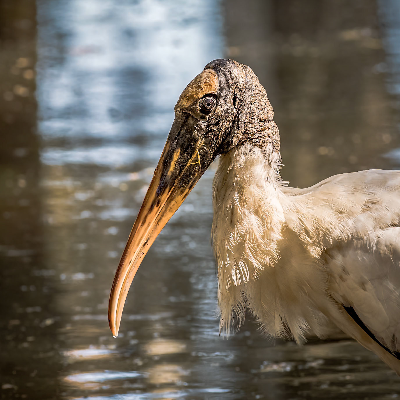 Wood stork 2, Magnolia Plantation and Gardens, Charleston, SC