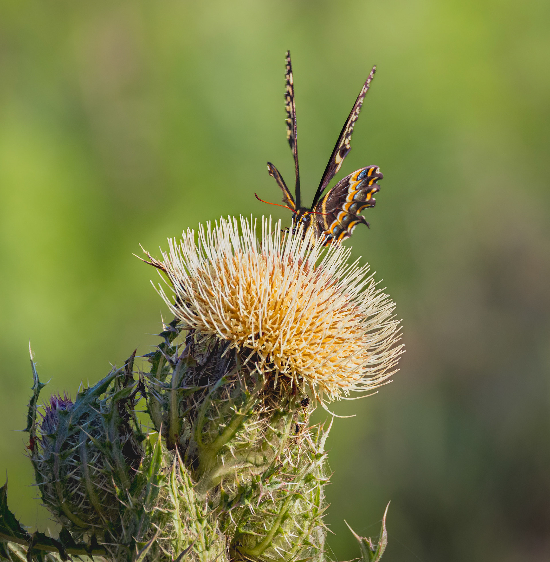 Yellow thistle with palamedes swallowtail 2, Greater Green Swamp Area