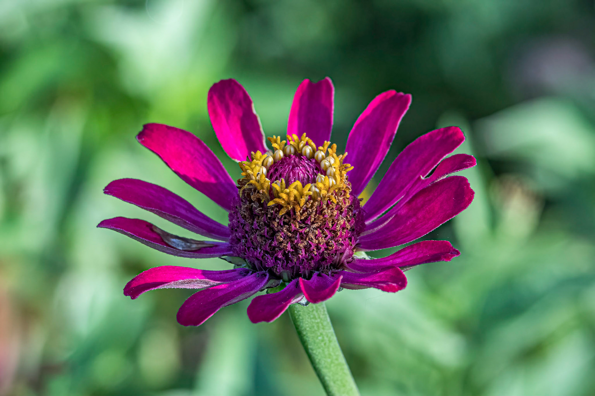 Zinnia 5, Brunswick County Botanical Gardens