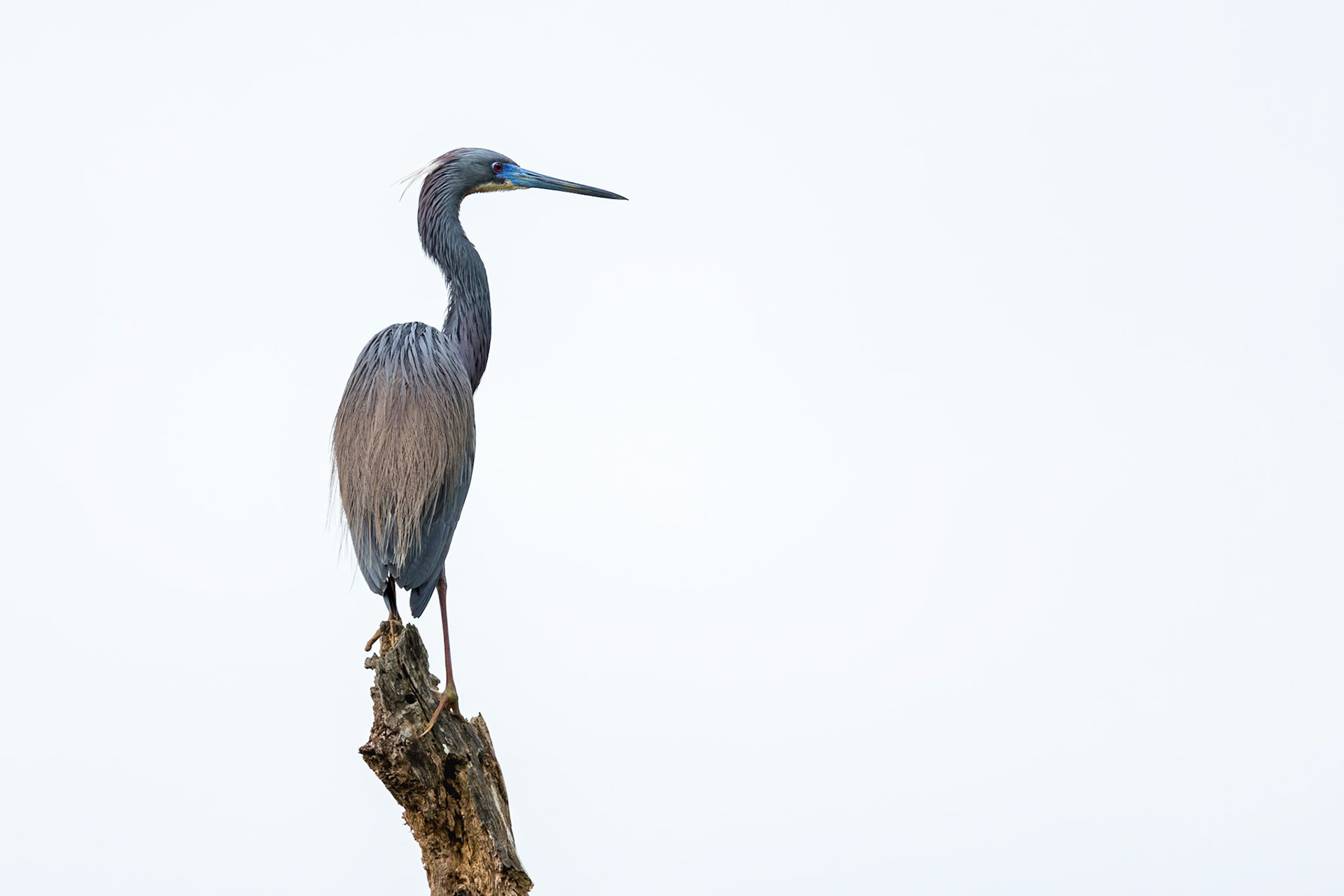 Tricolor heron 42, Huntington Beach State Park, SC