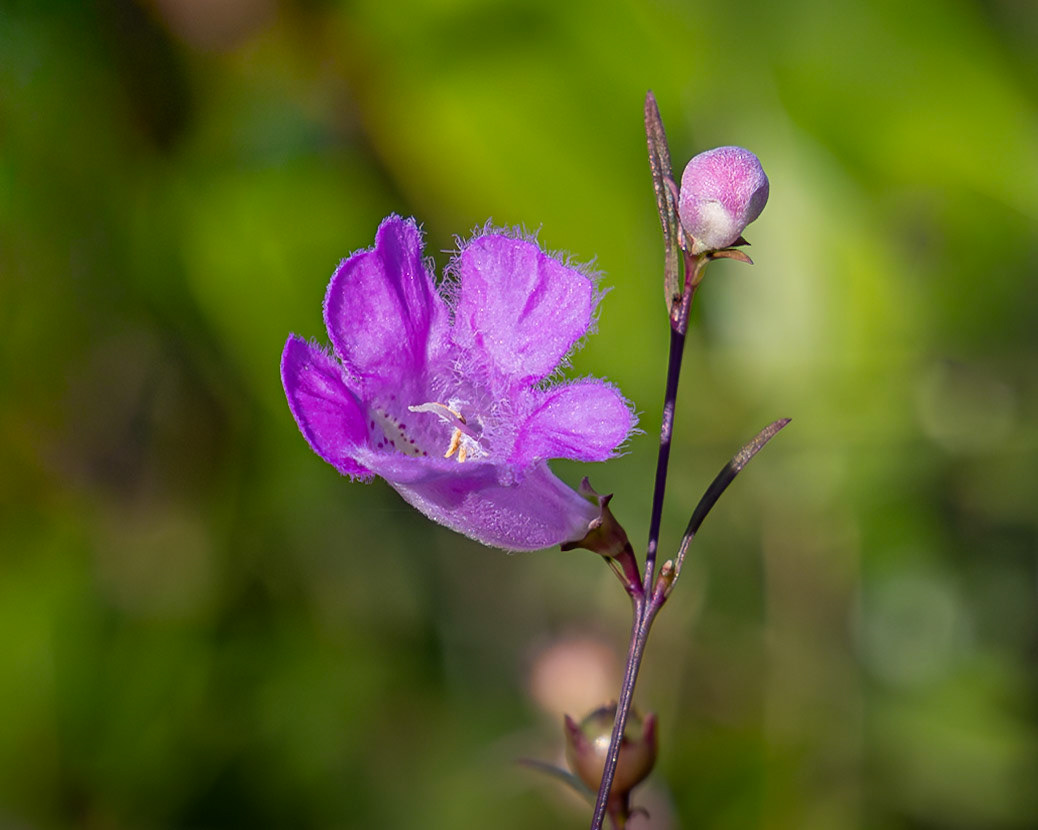 Flase foxglove 10, Greater Green Swamp Preserve
