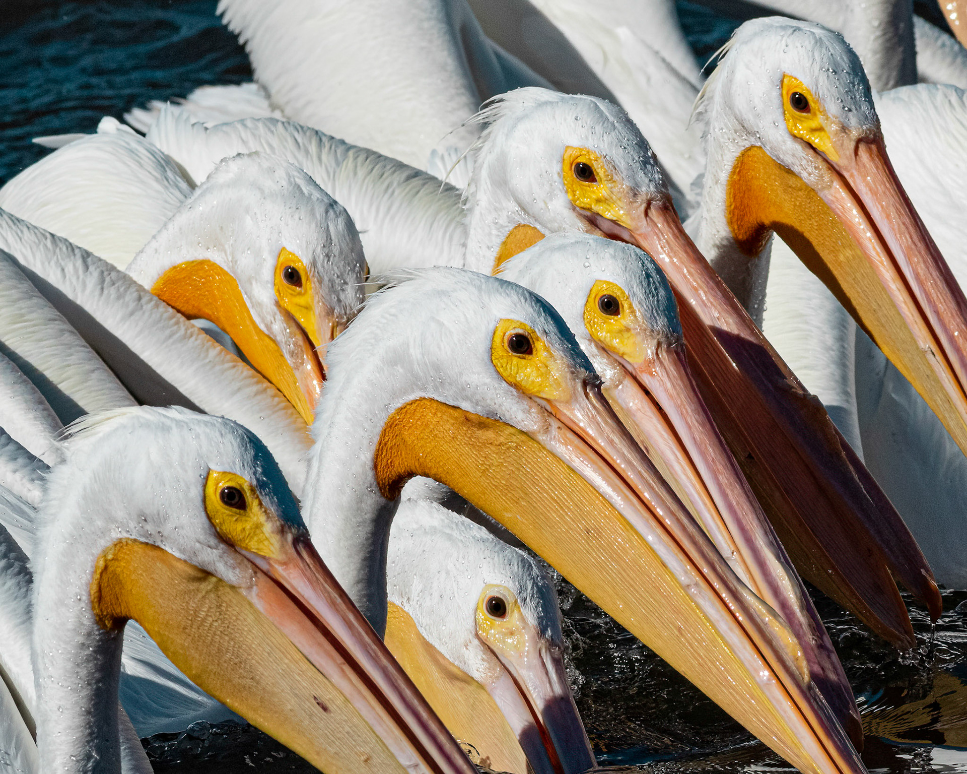 White pelicans 7, Huntington Beach SP, SC
