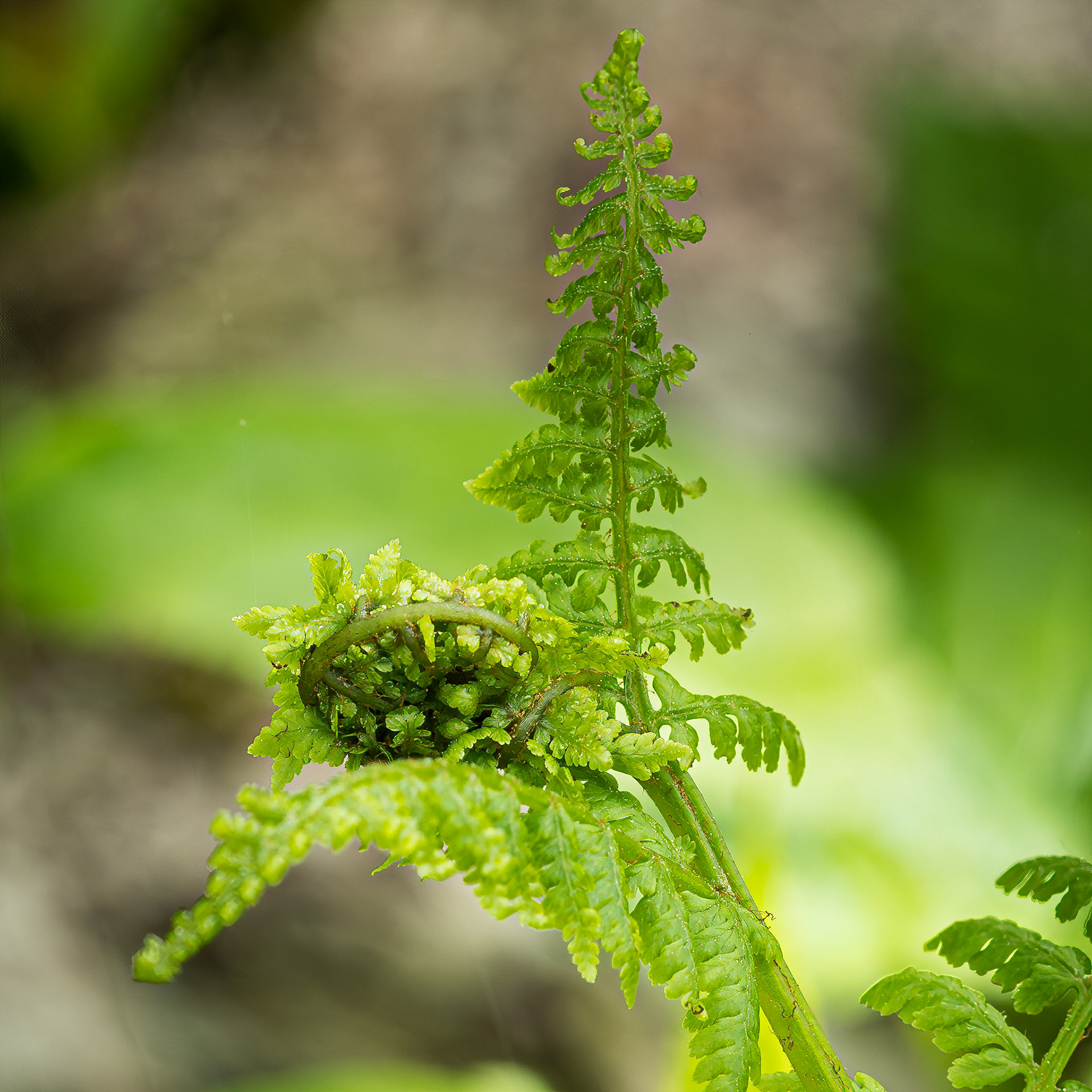 Fern unfurling 1, Craggy Gardens, Blue Ridge Parkway, NC