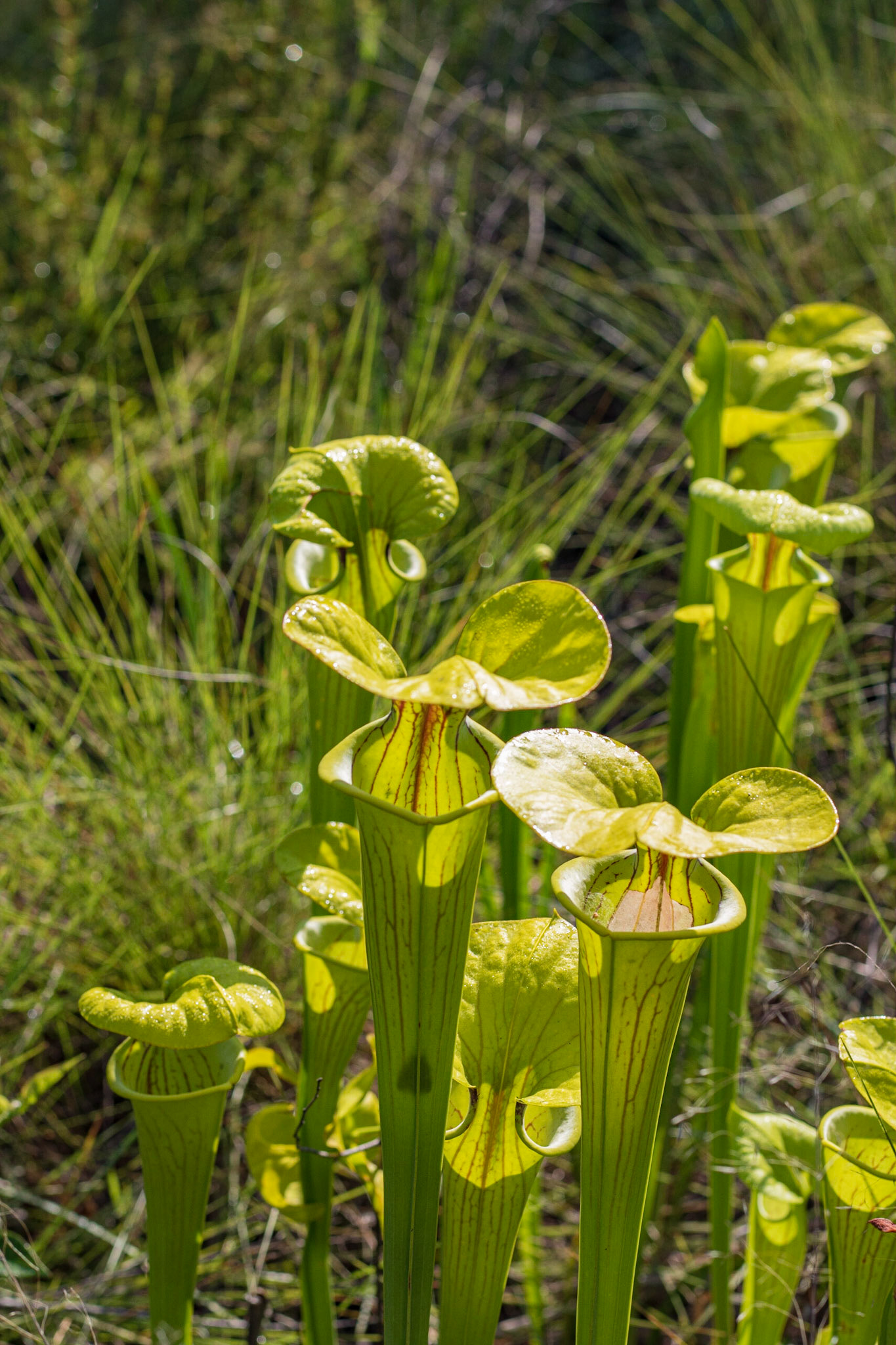 Yellow Pitcher plant, Green Swamp