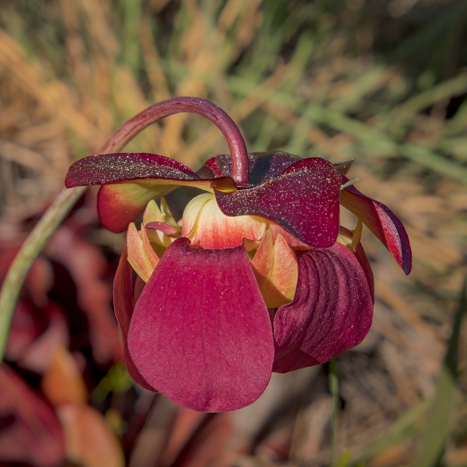 Pitcher plant bloom 18, Green Swamp Preserve