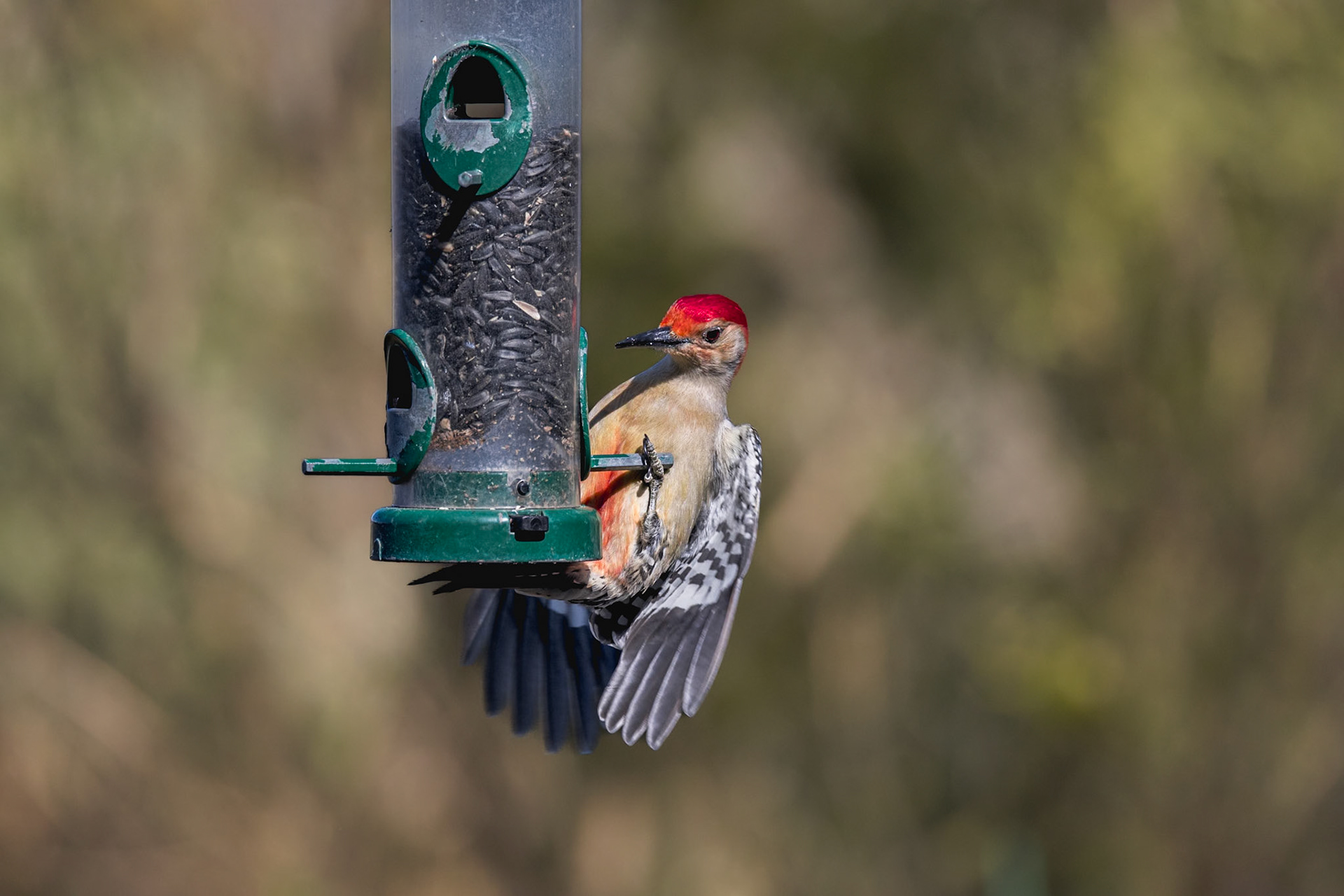 Red bellied woodpecker 8, Huntington Beach State Park, SC