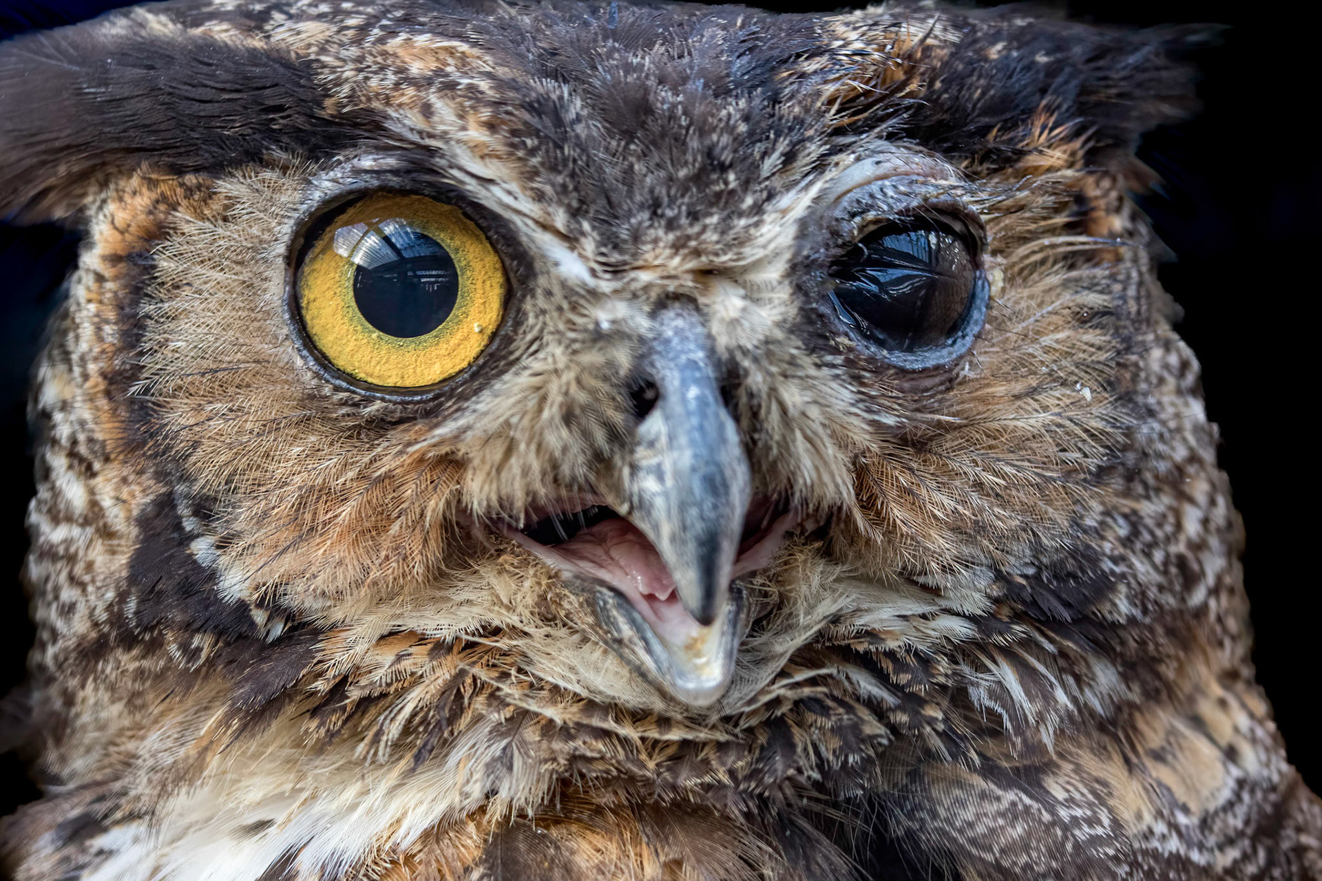 Injured great horned owl 1, Sea Biscuit Wildlife Shelter