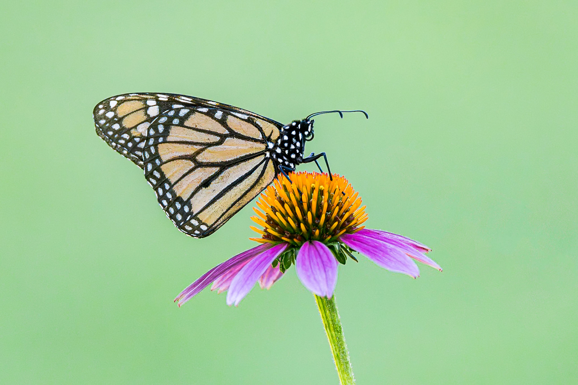 Monarch 11, Private home in Calabash, NC