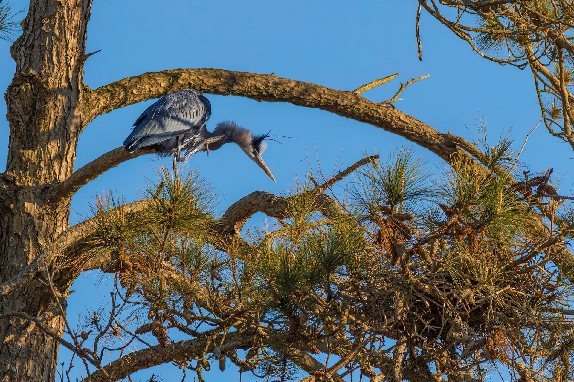 Rookery 59, Sea Trail