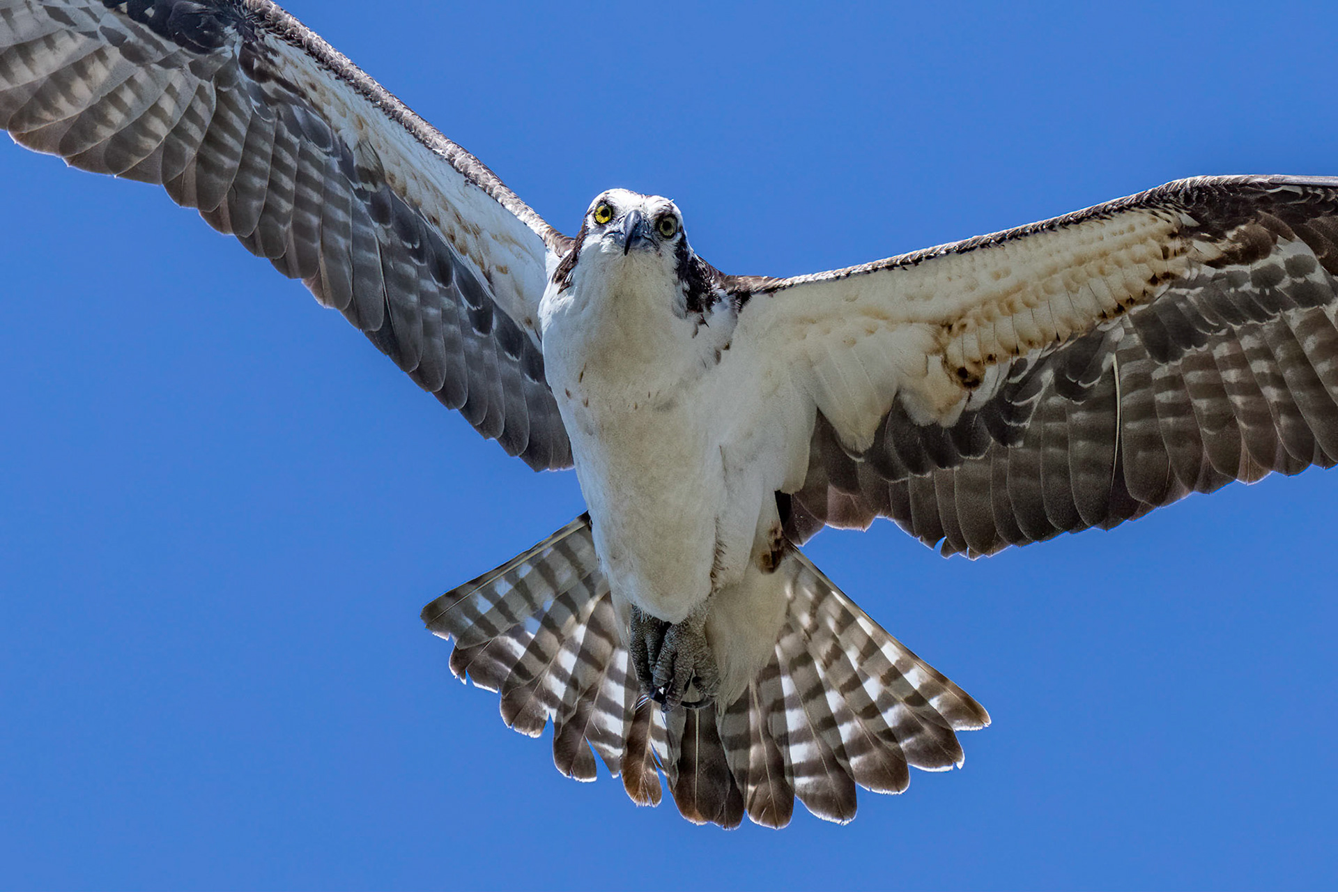 Osprey 64, platforms, Sea Trail