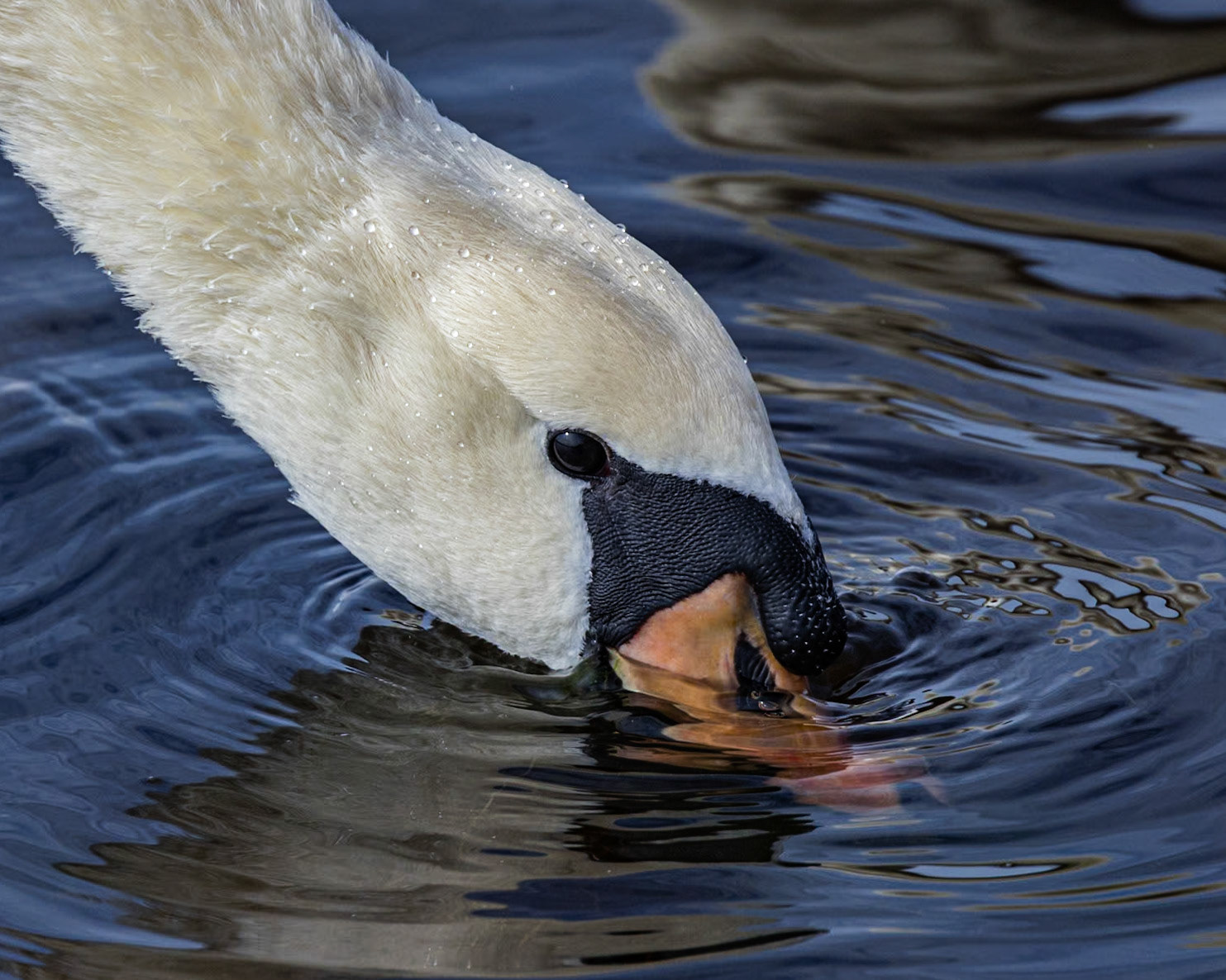 Mute swan 10, Huntington Beach State Park, SC
