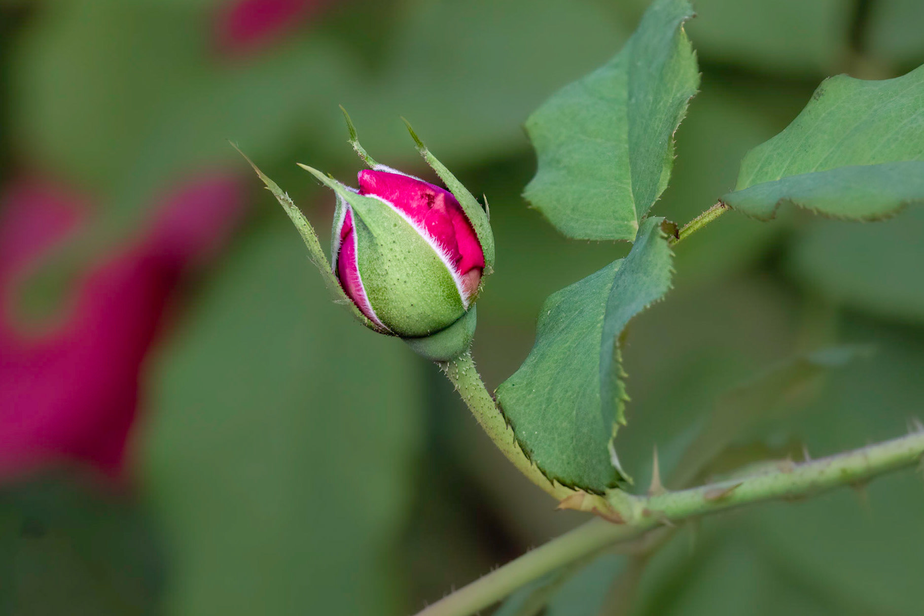 Rose 11, Brunswick County Botanical Gardens
