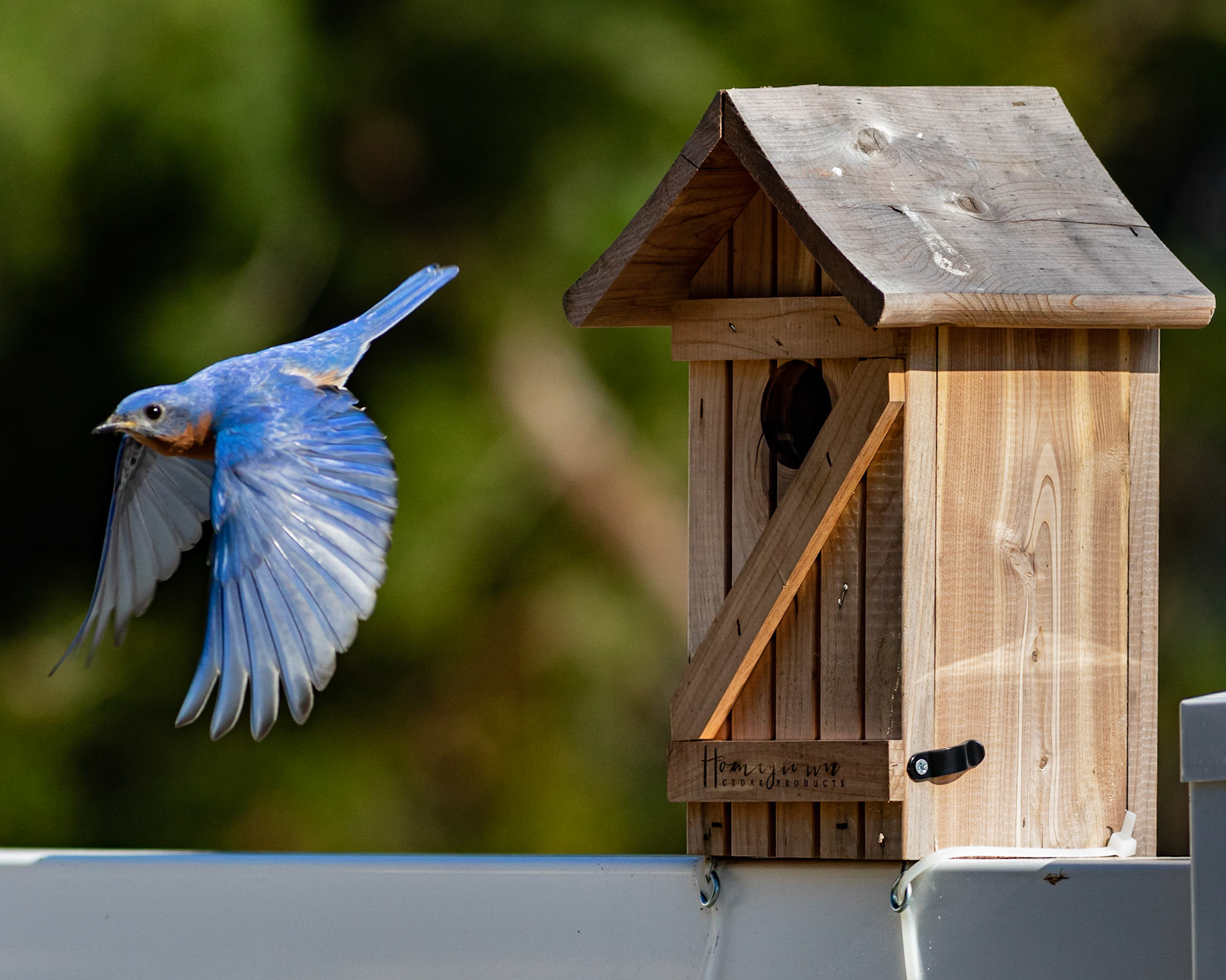 Male Eastern Bluebird 4, OIB