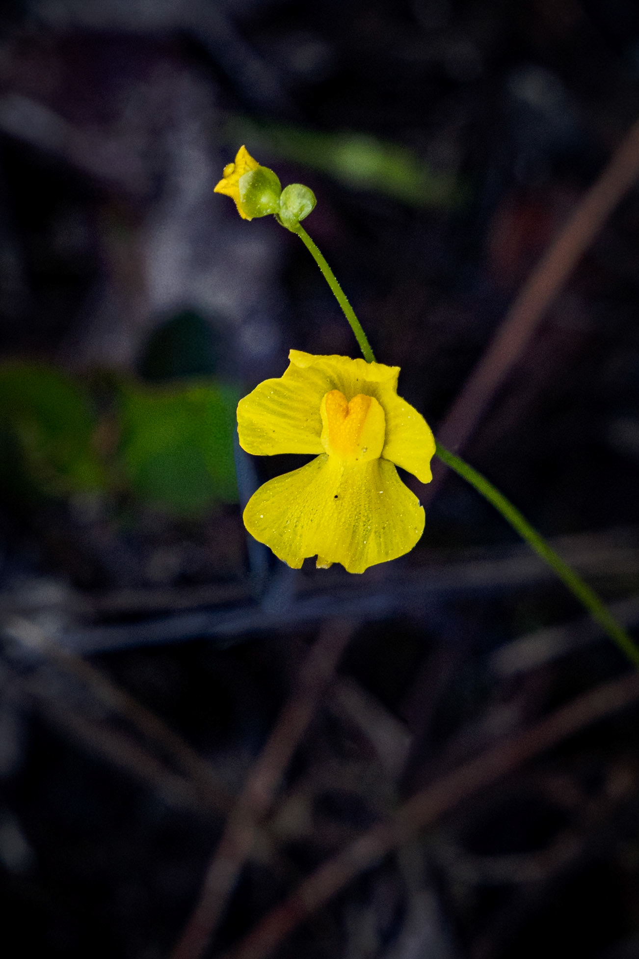 Bladderwort 1, Green Swamp Preserve