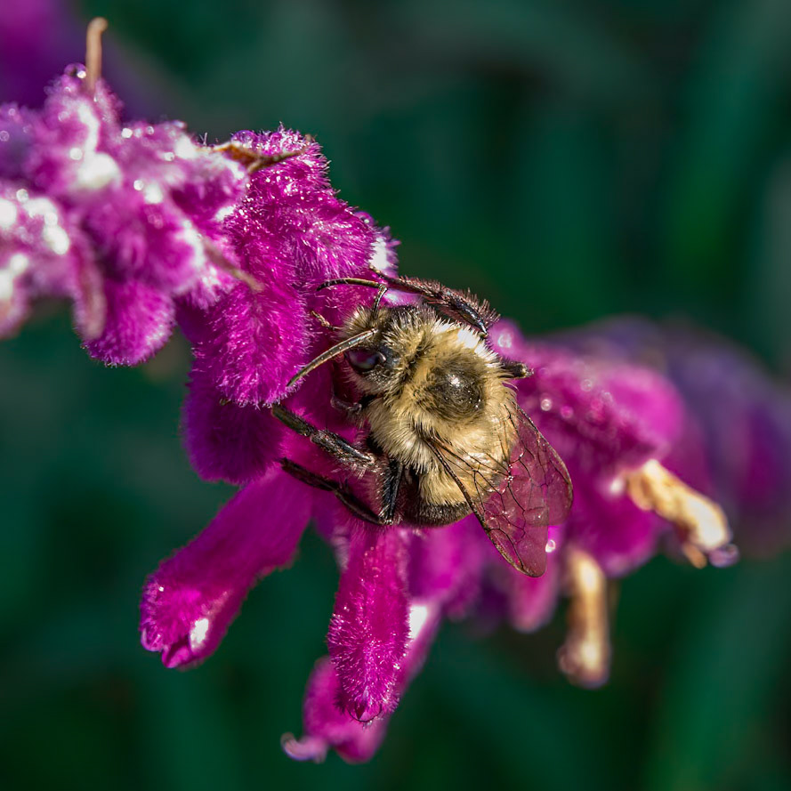 Bee on mexican bush sage 3, Brunswick County Botanical Gardens