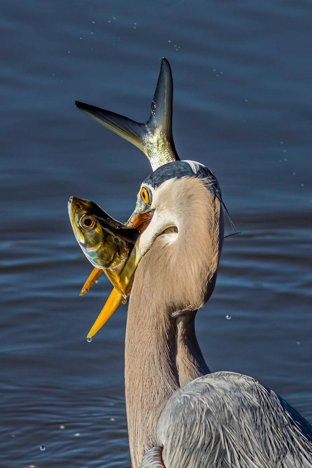 Great blue Heron 51, Huntington Beach State Park, SC