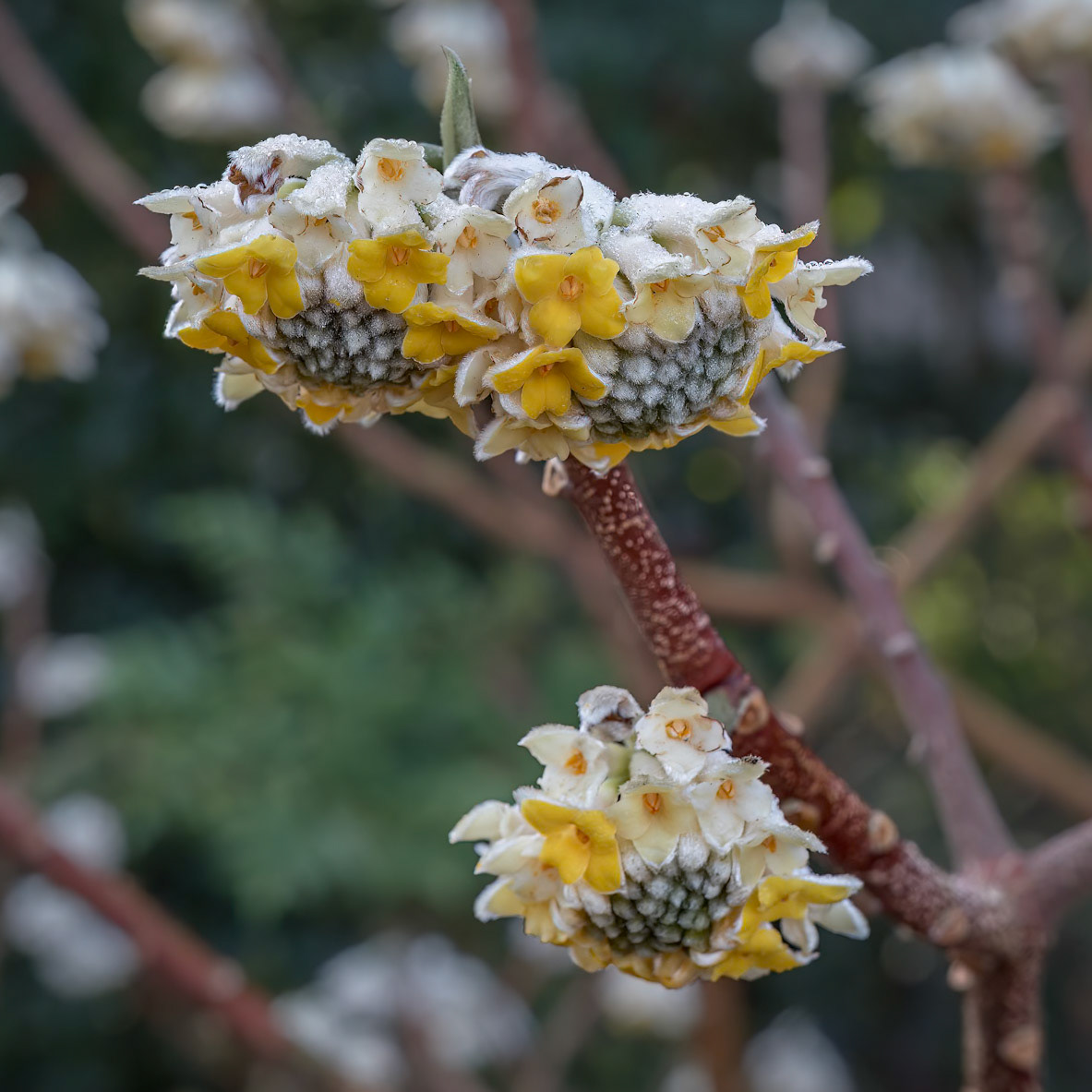 Oriental paperbush 1, New Hanover County Arboretum
