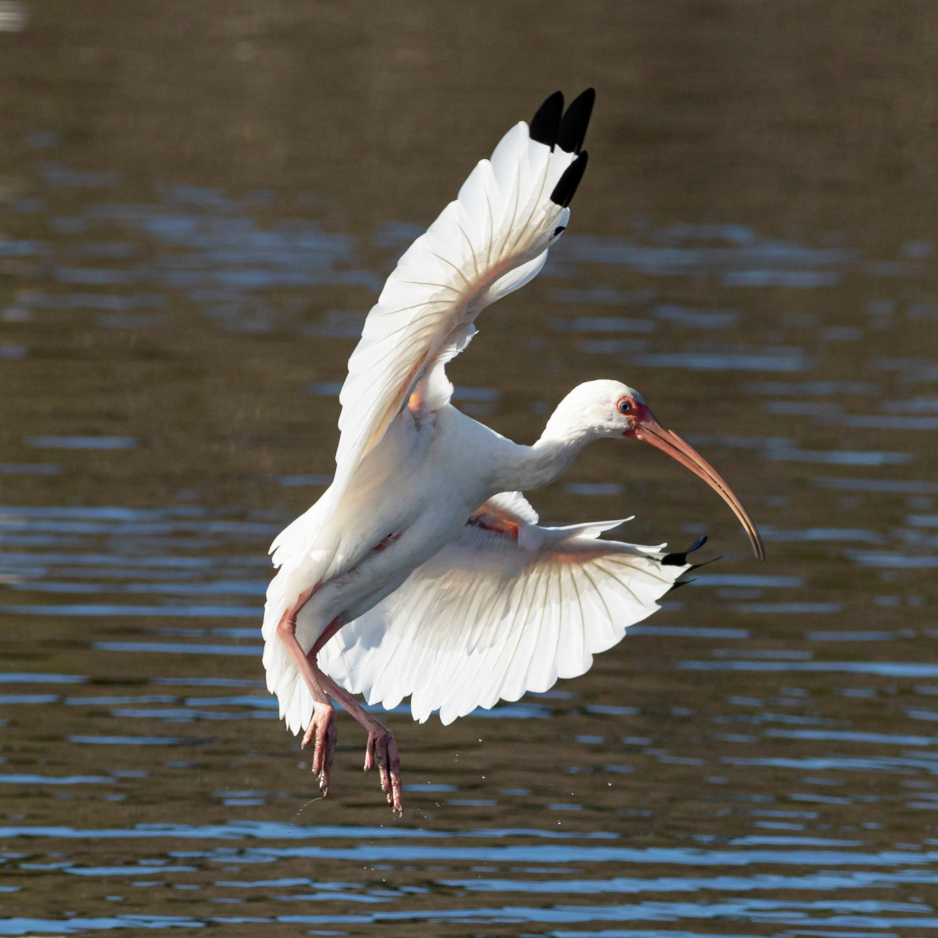 White Ibis 3, Huntington Beach SC