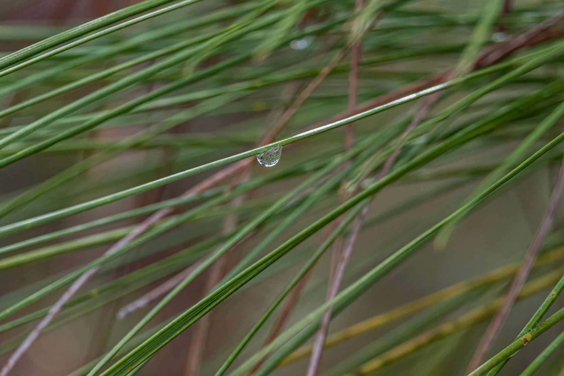 Long leaf pine 1, Green Swamp Preserve