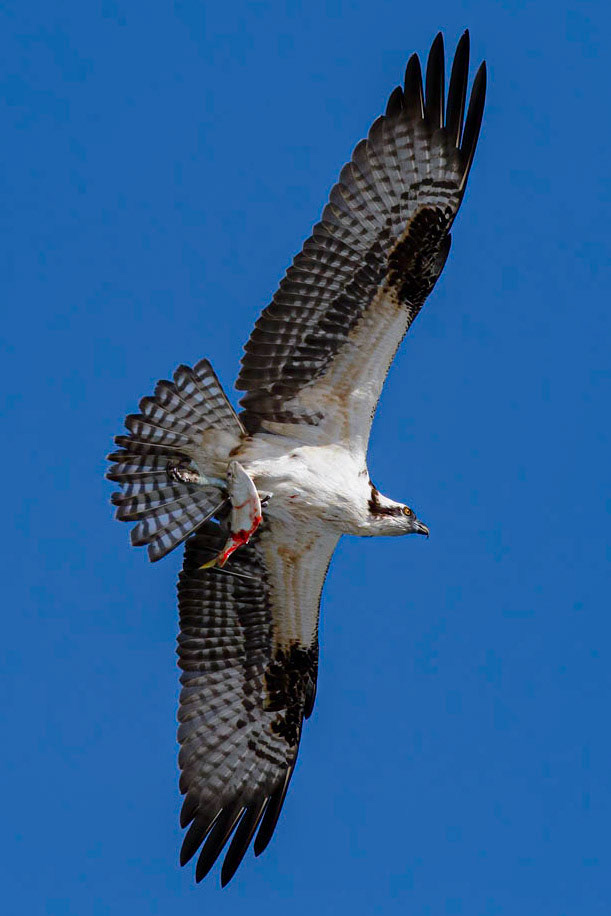 Osprey, 51, OIB