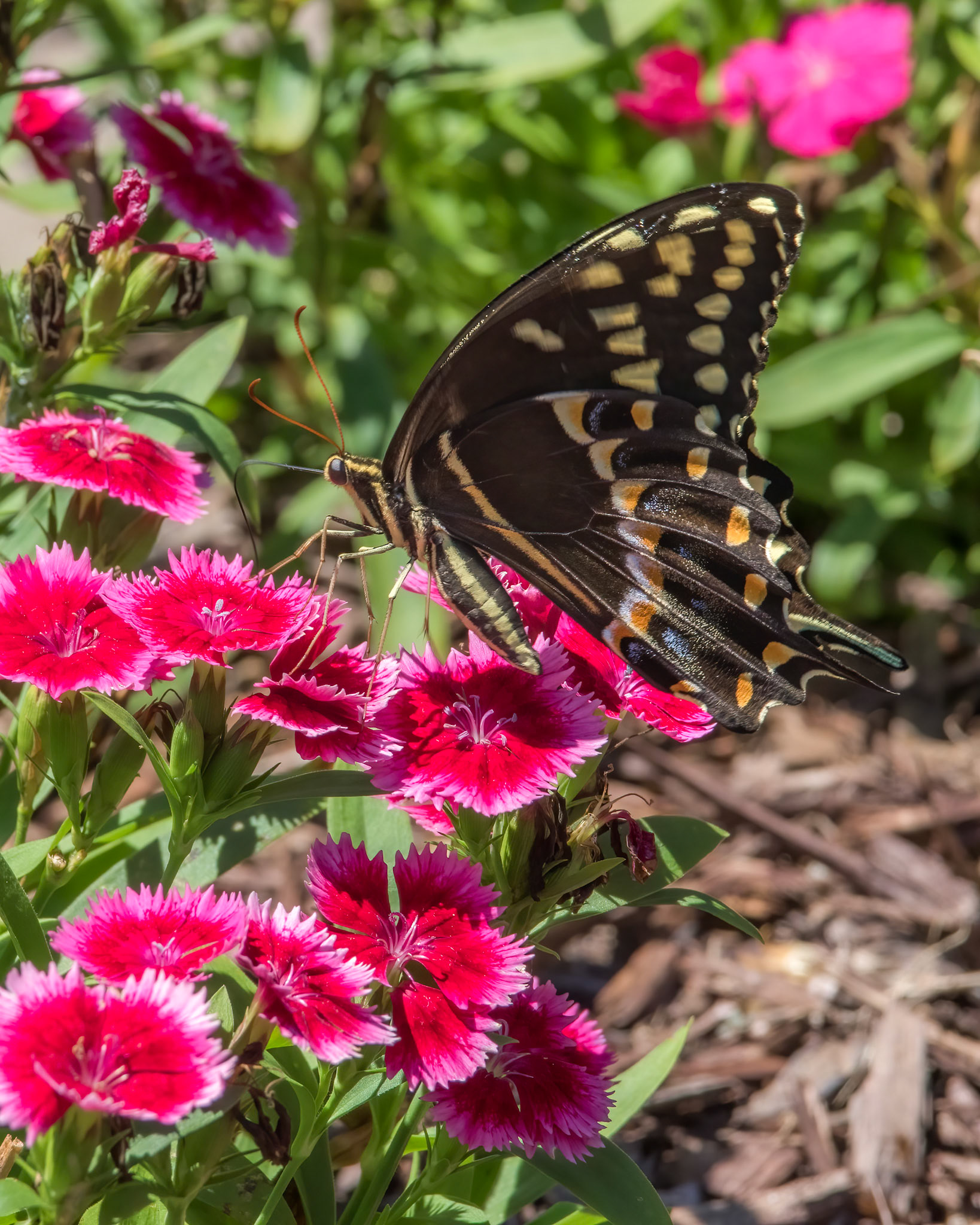 Palamedes swallowtail 7, Brunswick County Botanical Gardens
