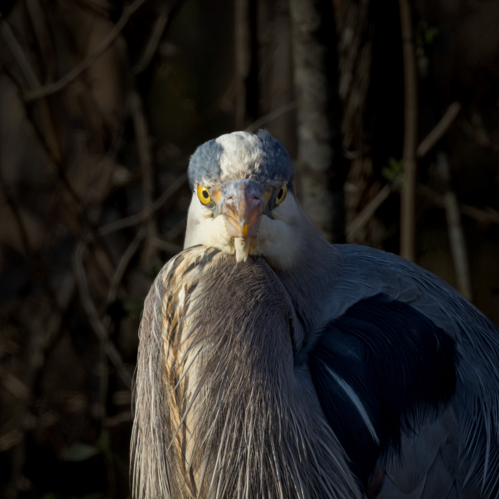 Great blue heron 85, Alligator River NWR