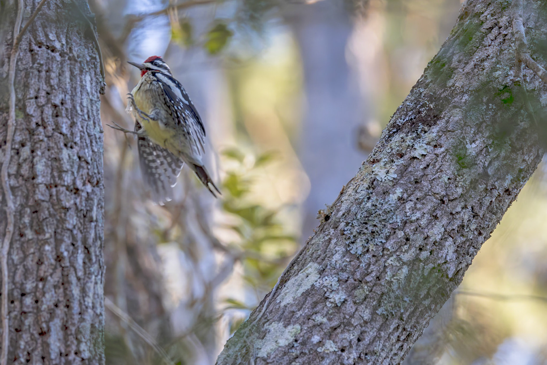 Yellow-bellied sap sucker 7, Huntington Beach State Park, SC