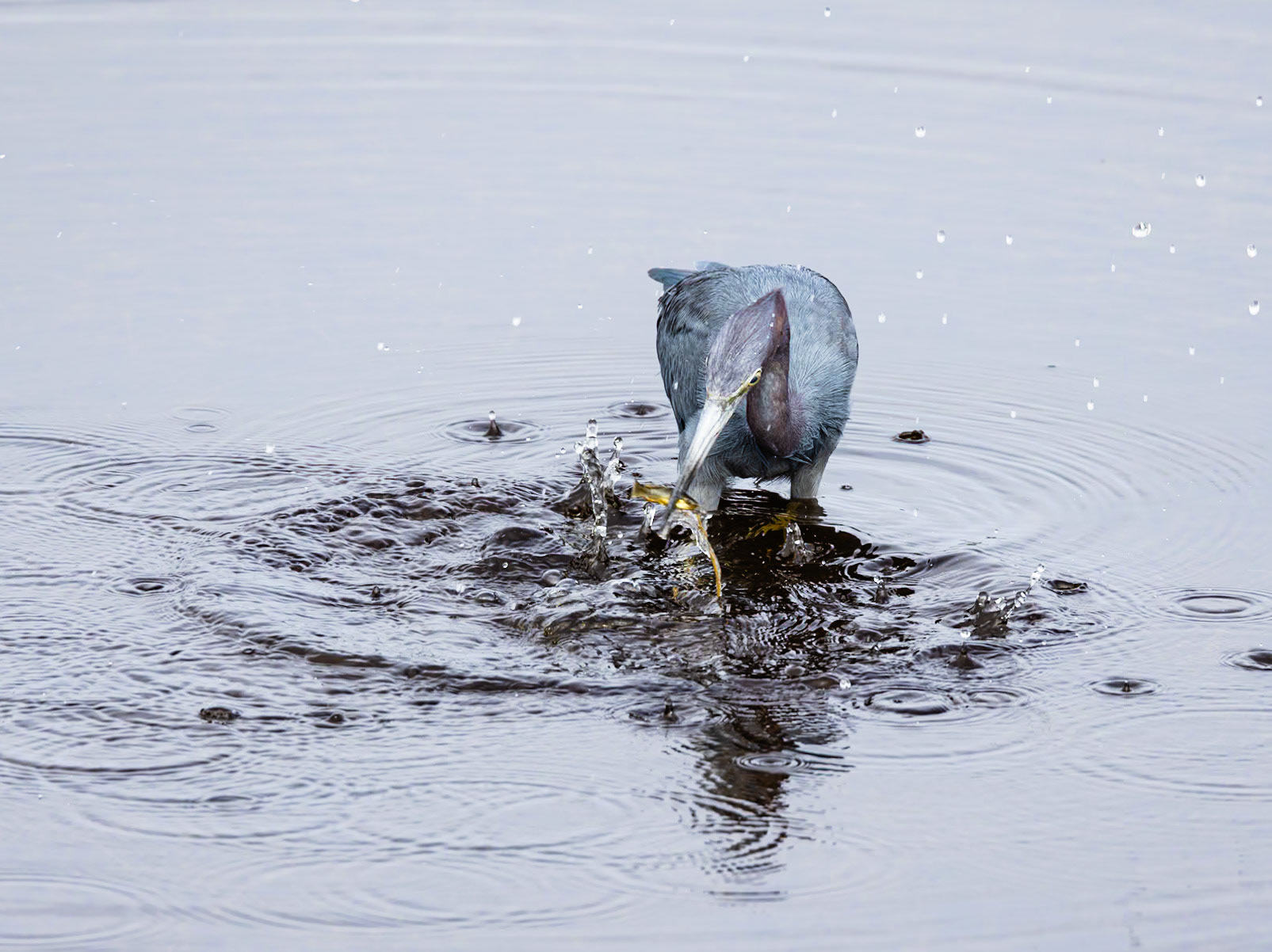 Little Blue Heron 22, Huntington Beach State Park, SC