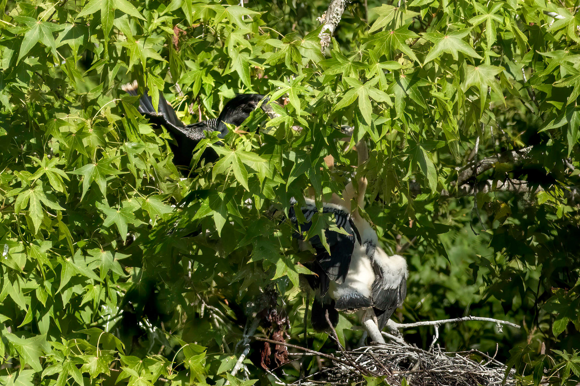 Anhinga nest 26, Sea Trail , Week of July 25, Nest 1