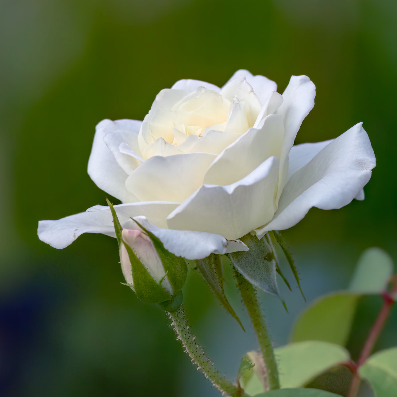 Rose 10\, Brunswick County Botanical Gardens