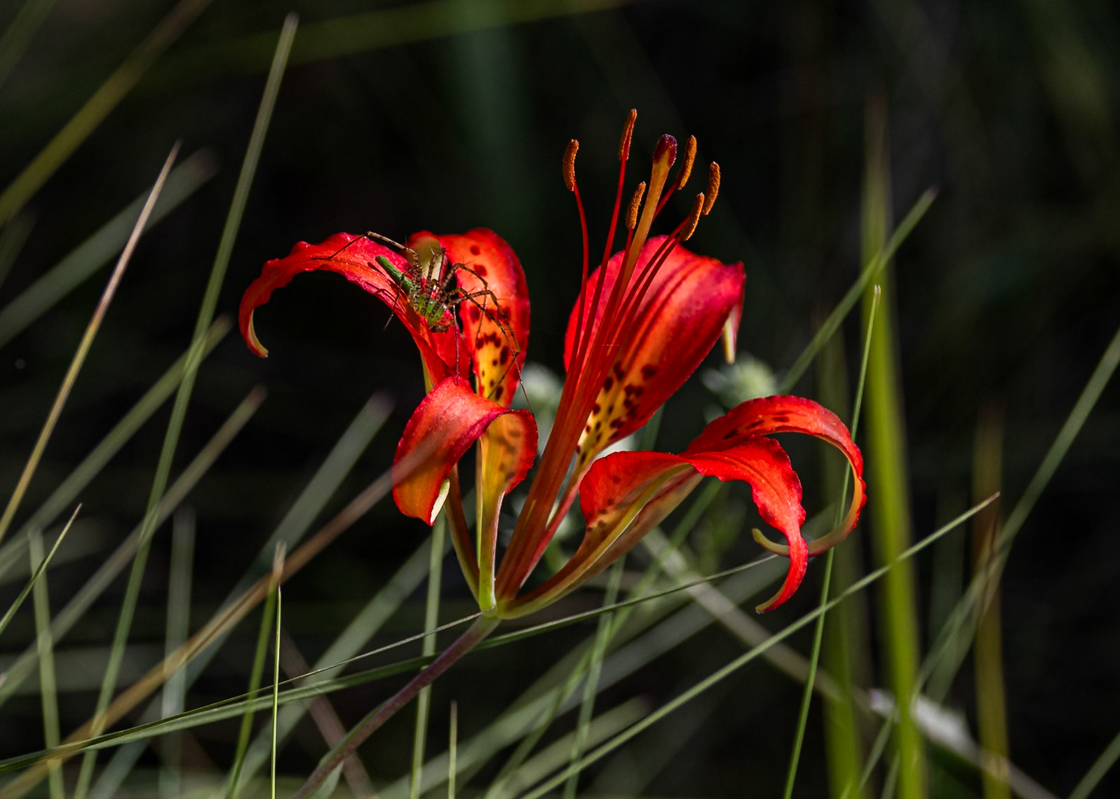 Pine lily 2, Green Swamp Preserve