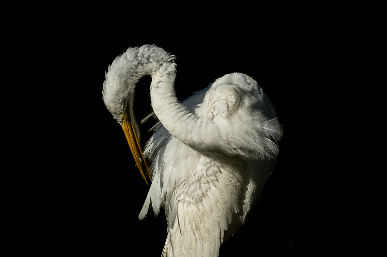 Great egret 102, Huntington Beach State Park