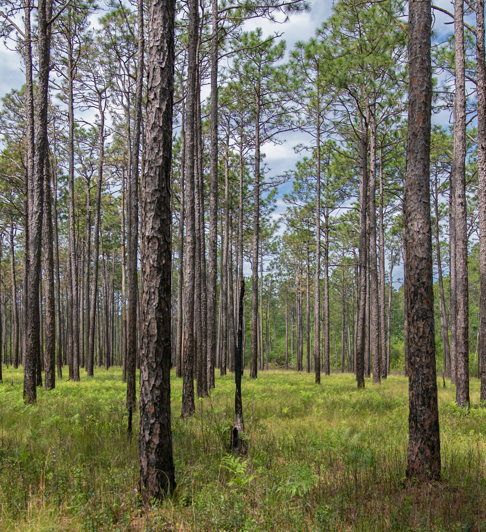 Greenswamp Pine Barren 1