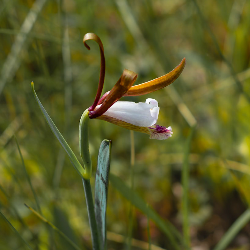 Coastal plain spreading pogonia  orchid 3, Green Swamp Preserve