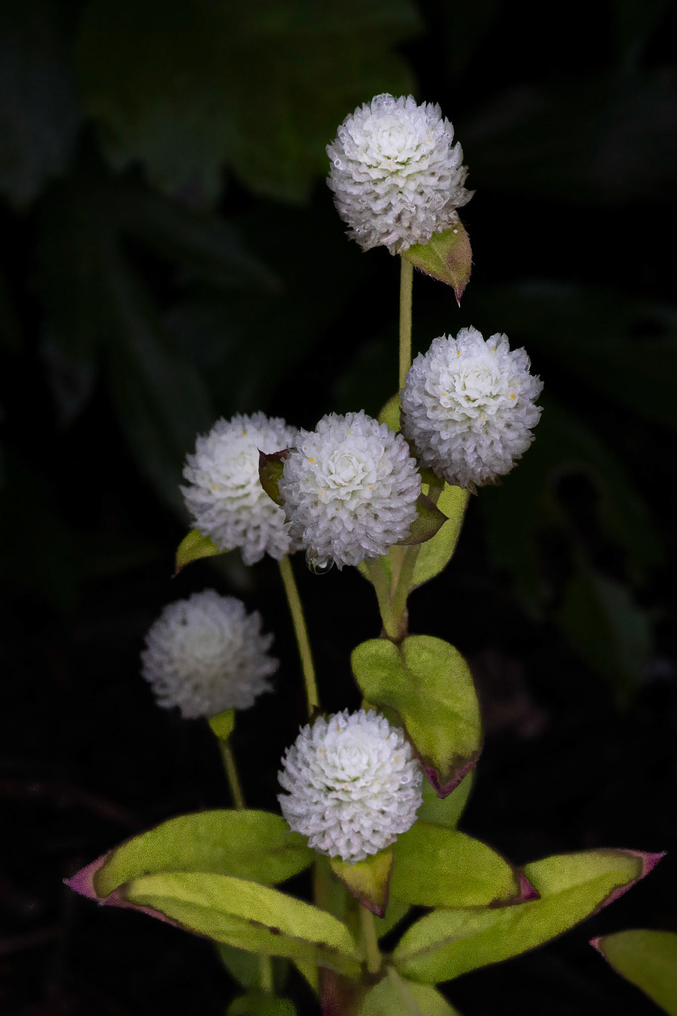 Globe Aramanth 3, Brunswick County Botanical Gardens