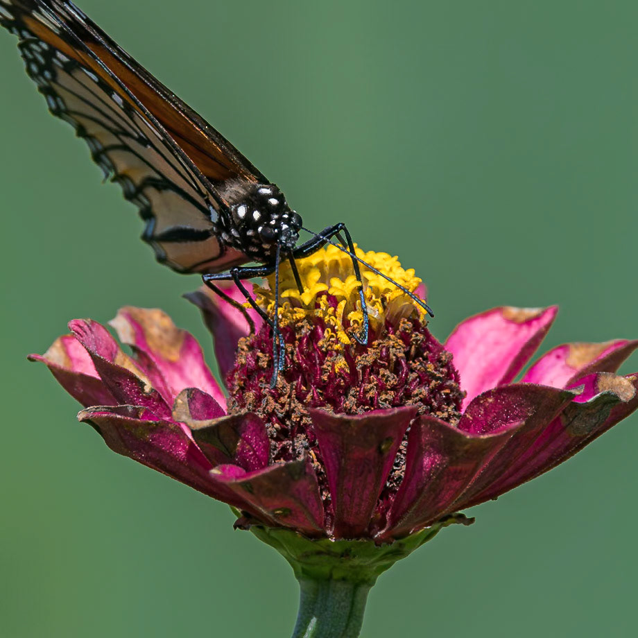 Monarch 22, Private home in Calabash, NC