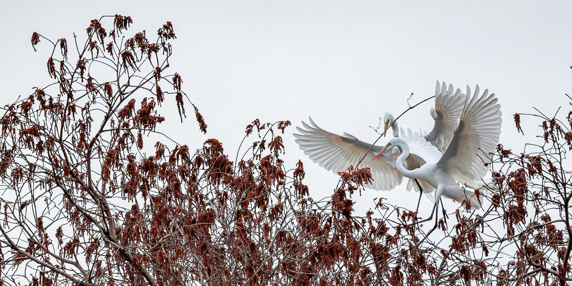 Great egret 67, Magnolia Plantation, Charleston, SC